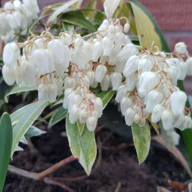 Pieris 'Flaming Silver'