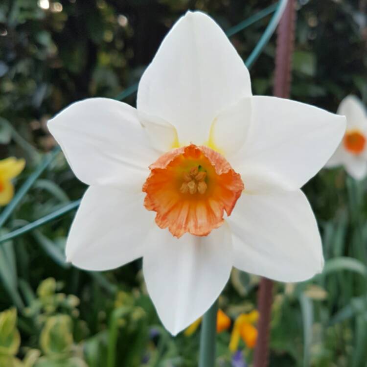 Plant image Narcissus 'Geranium' syn. Narcissus 'Advance'