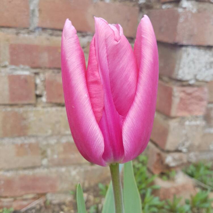 Plant image Tulipa humilis