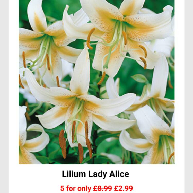 Plant image Lilium 'Lady Alice'