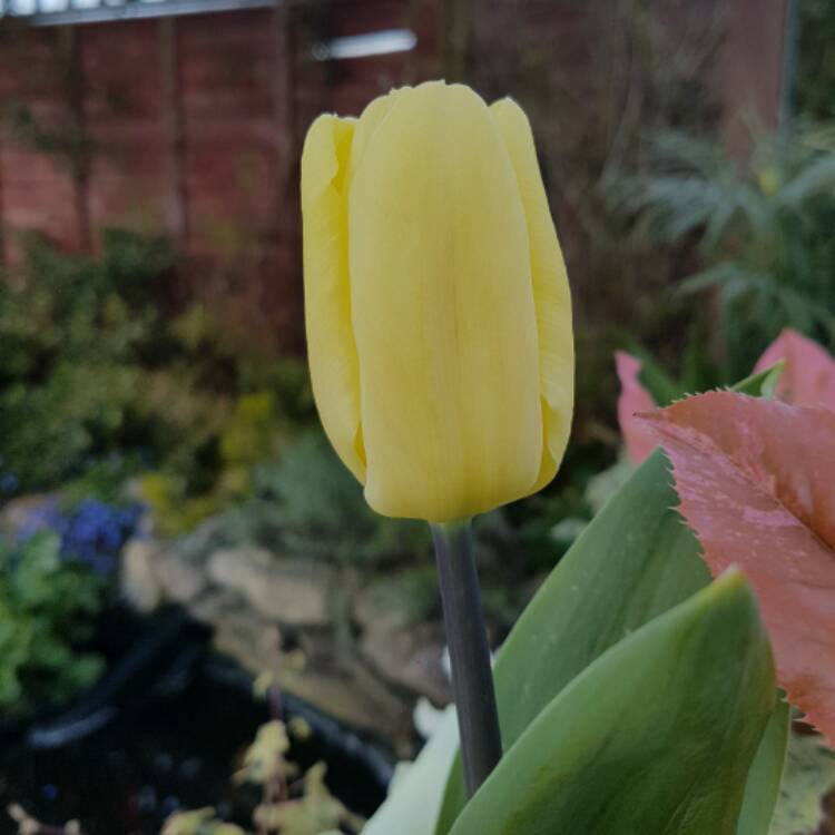 Plant image Tulipa 'Golden Parade'