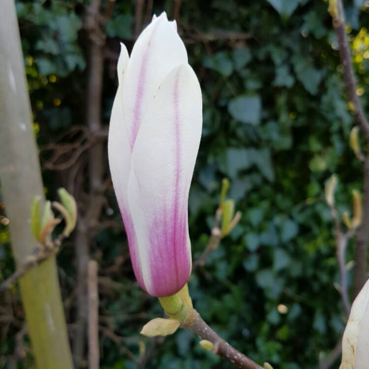 Plant image Magnolia x soulangeana 'Red Lucky'