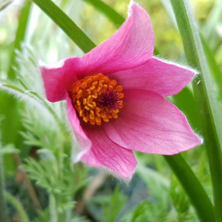 Plant image Pulsatilla rubra syn. Pulsatilla vulgaris 'Rubra'