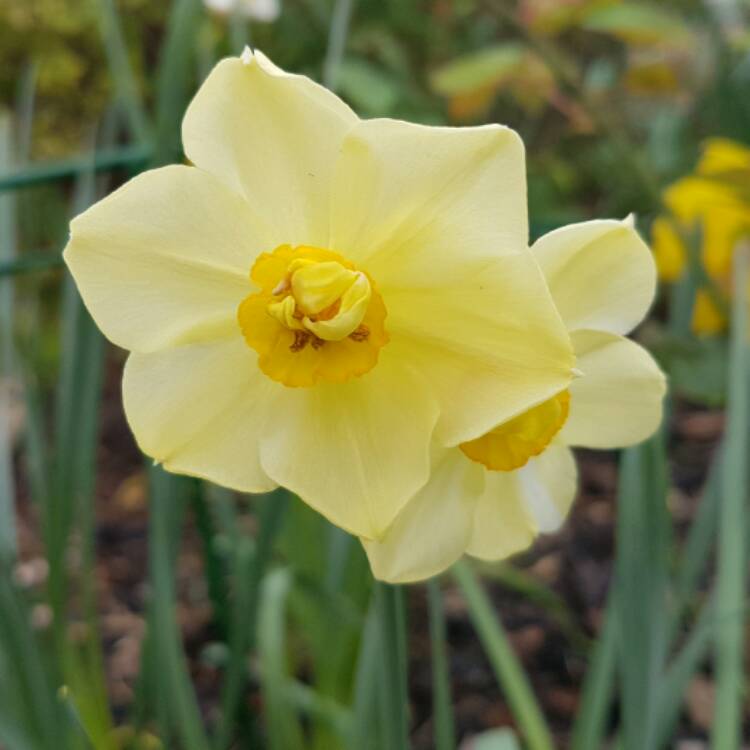 Plant image Narcissus 'Yellow Cheerfulness' syn. Narcissus 'Ruth Fox'