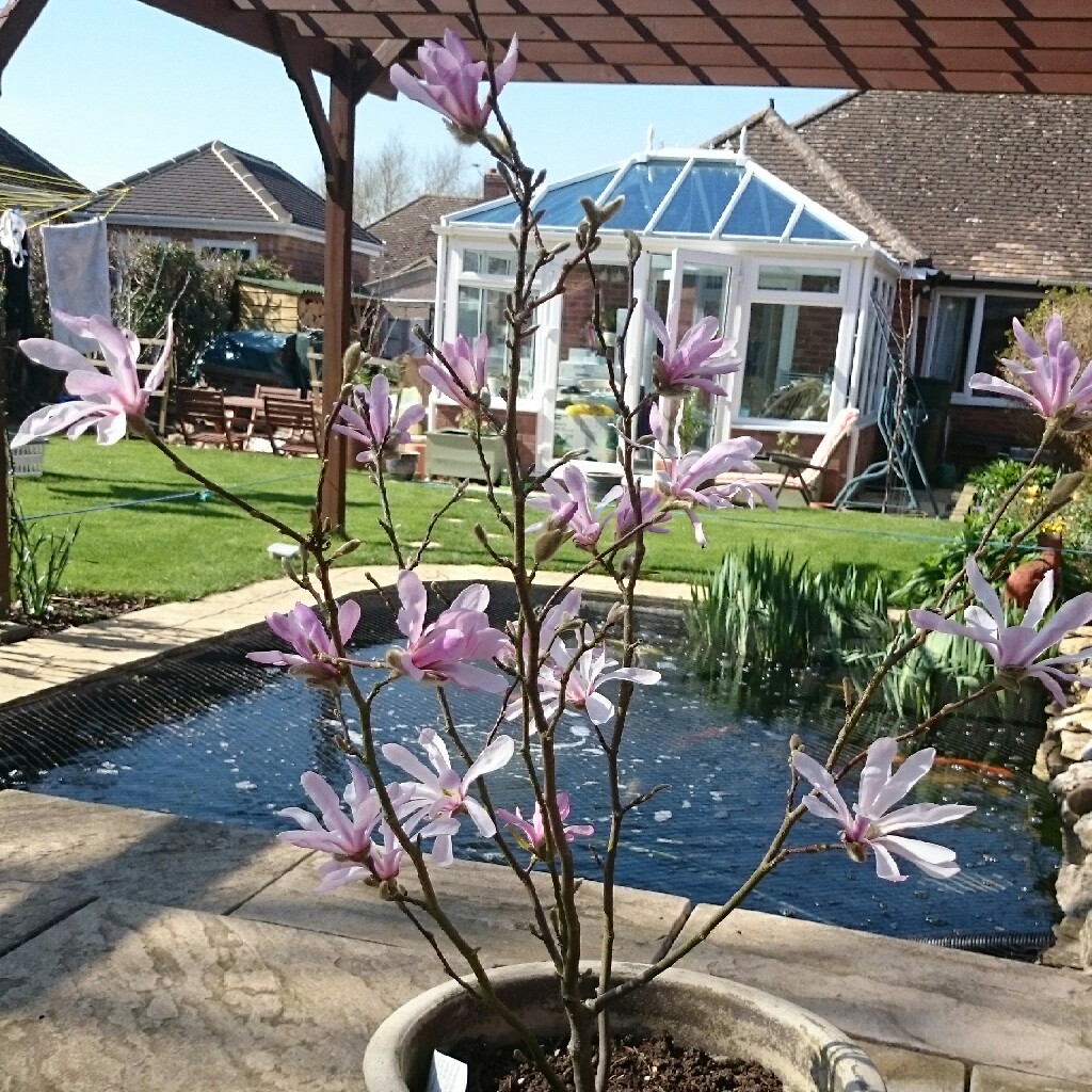 Magnolia x loebneri 'Leonard Messel'