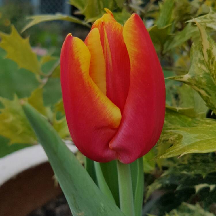 Plant image Tulipa 'Charade'