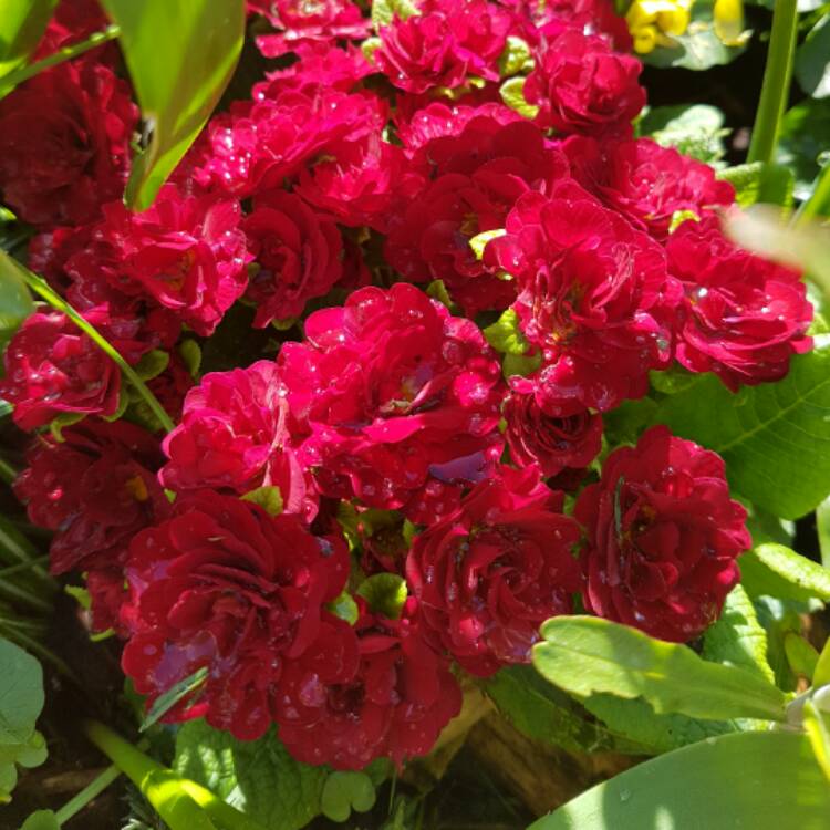 Plant image Primula belerina 'Valentine'