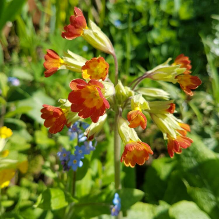 Plant image Primula veris