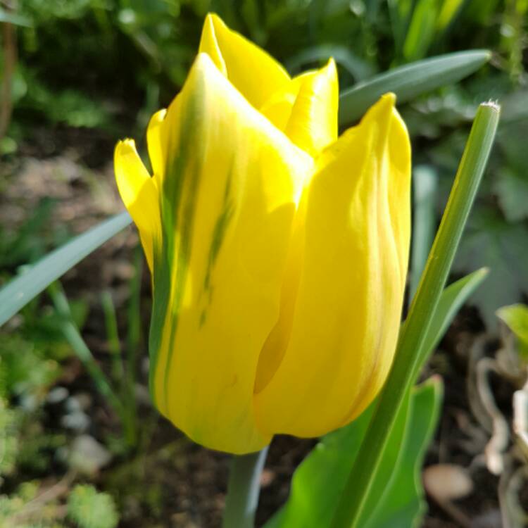 Plant image Tulipa 'Spring Green'