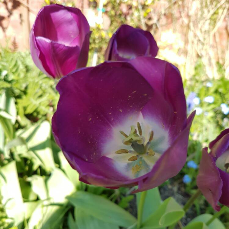 Plant image Tulipa 'Negrita'