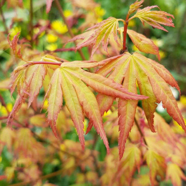 Plant image Acer Palmatum 'Beni-zuru'