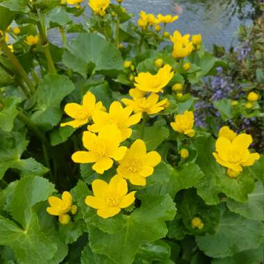 Caltha palustris syn. Caltha cornuta