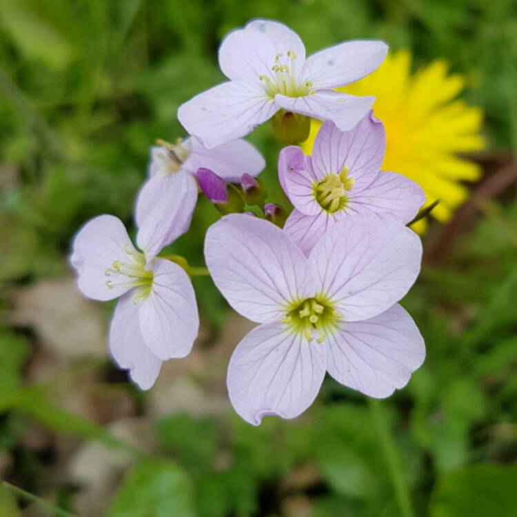 Plant image Cardamine pratensis