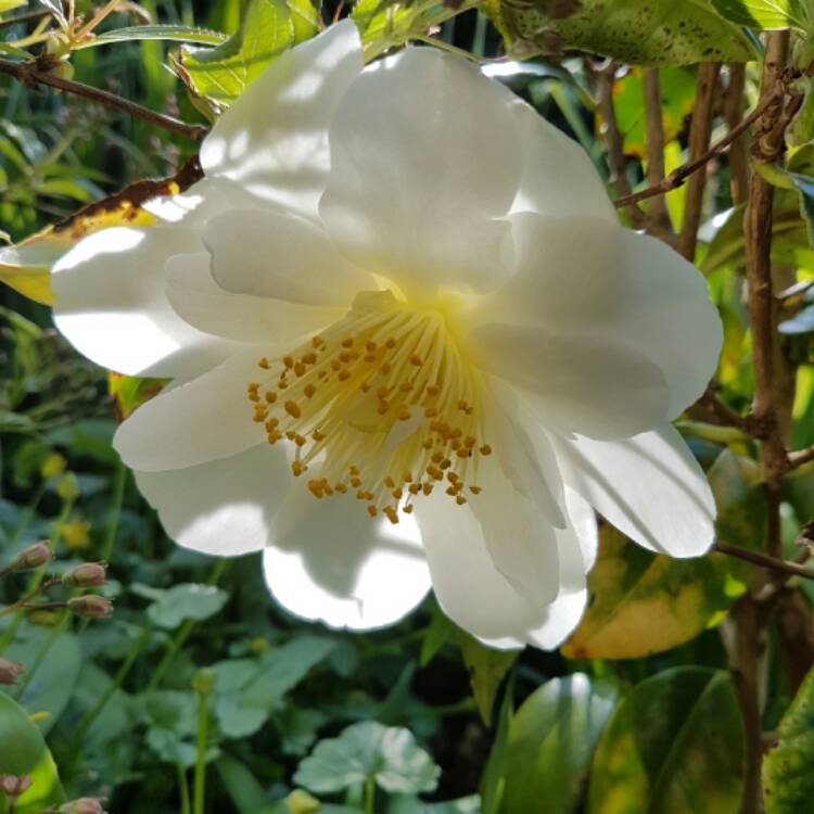 Plant image Camellia japonica 'April Blush'