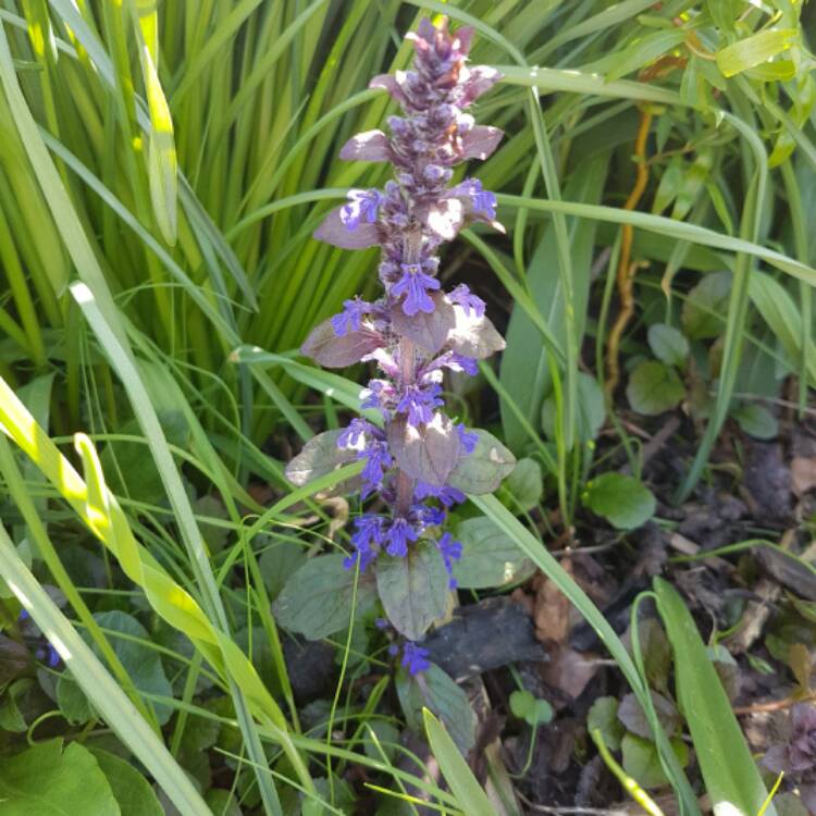 Plant image Ajuga reptans 'Binblasca' syn. Ajuga reptans 'Black Scallop'