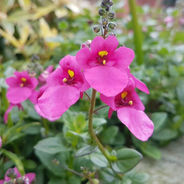 Plant image Nemesia fruticans 'Poetry™ Deep Pink'