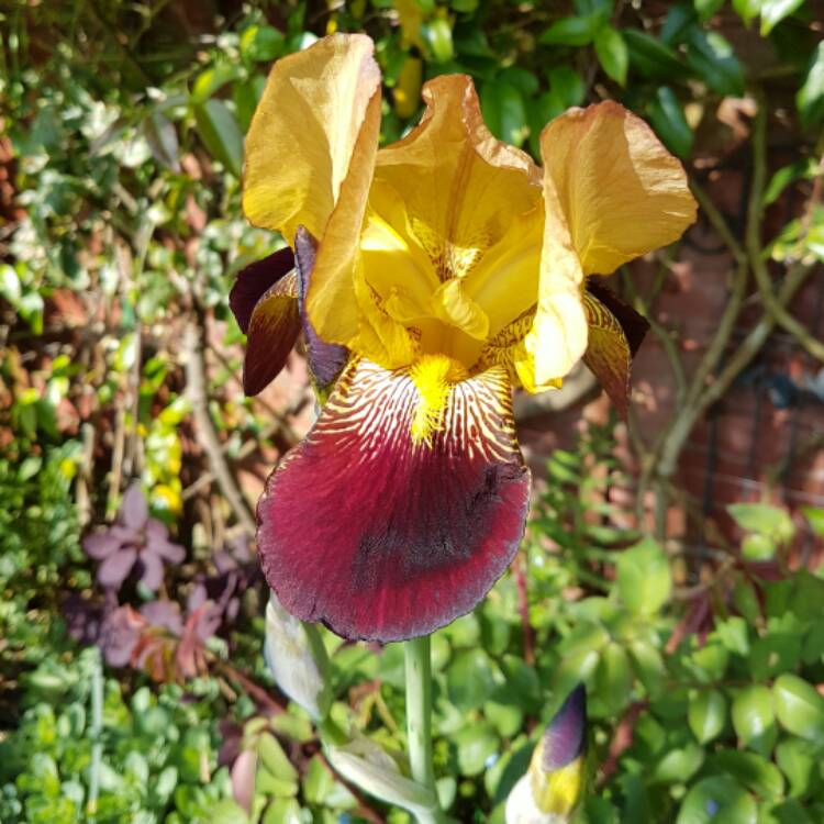 Plant image Iris x germanica 'Andalou'