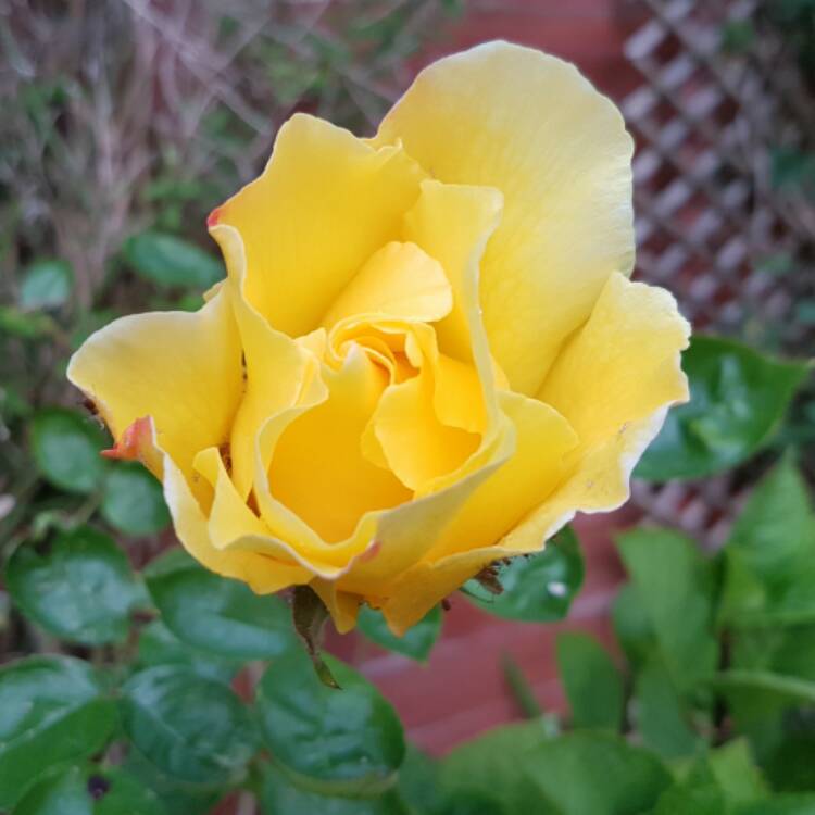 Plant image Rosa 'Golden Showers'