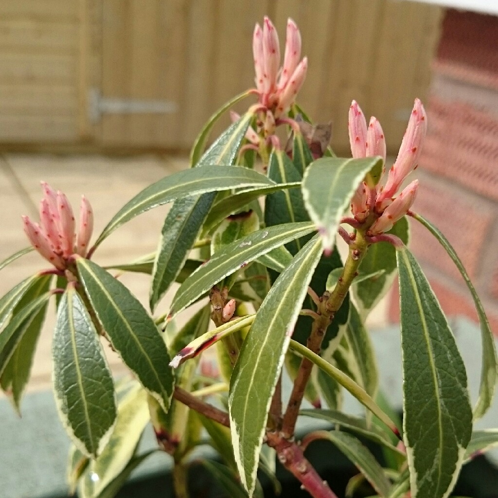 plant image 39776