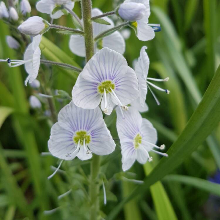 Plant image Veronica gentianoides