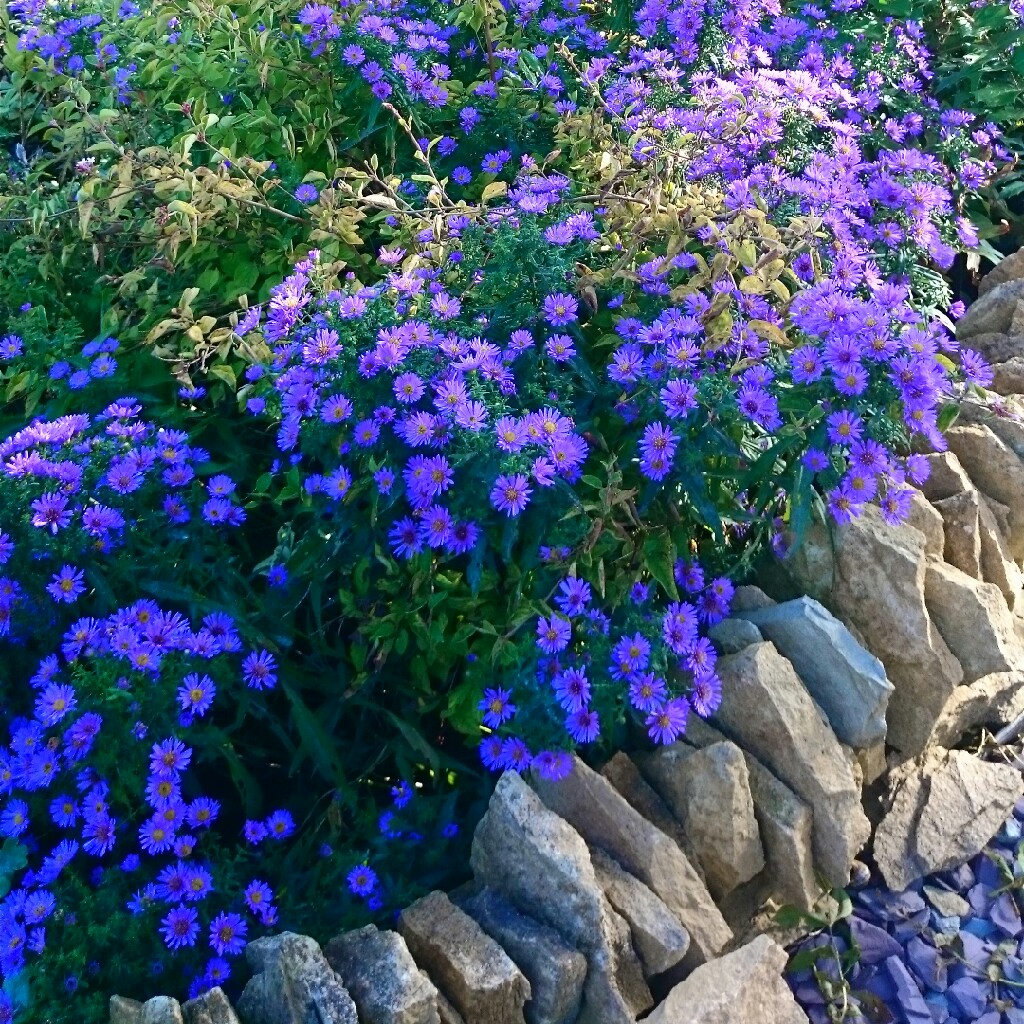 Aster pyrenaeus 'Lutetia'