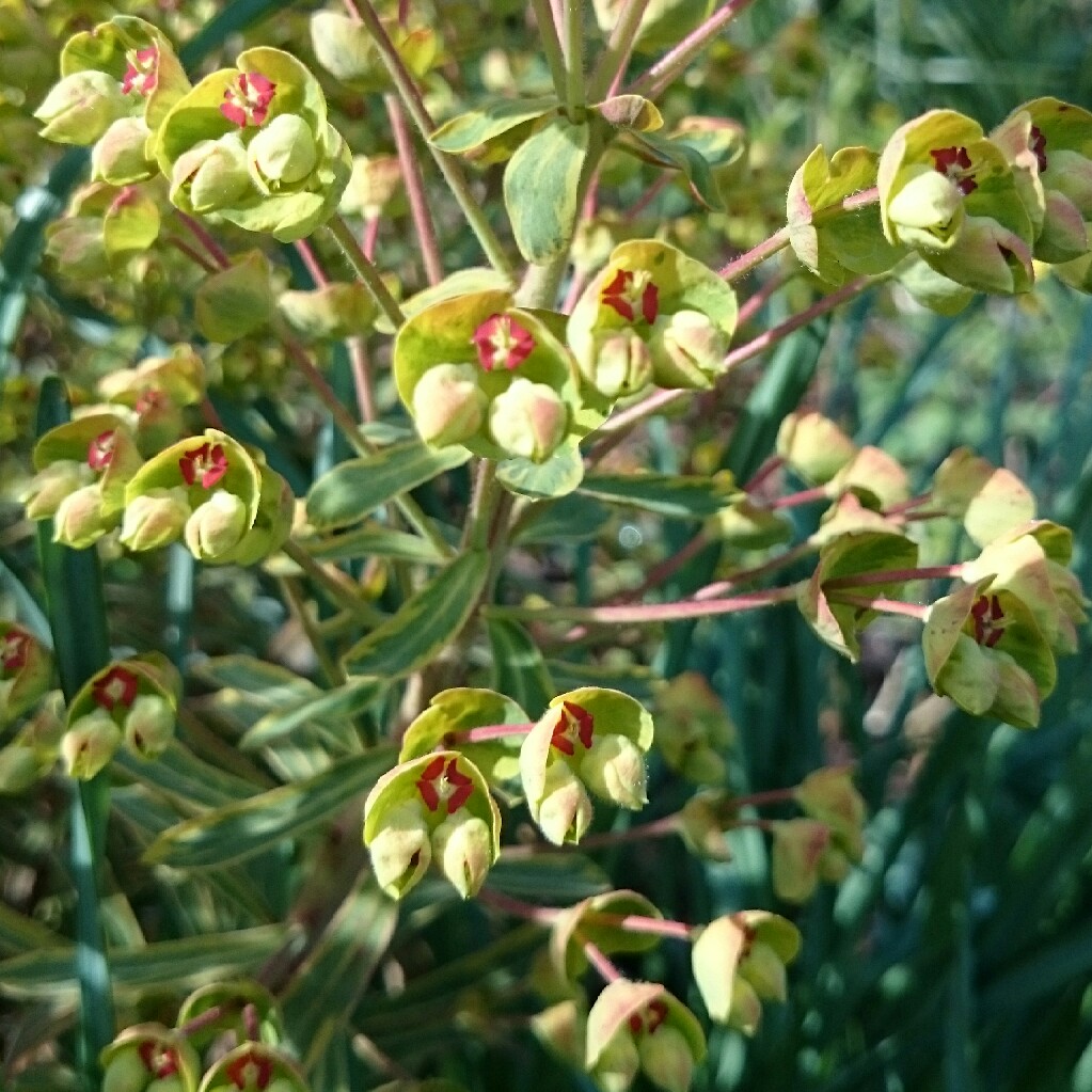 plant image 40572