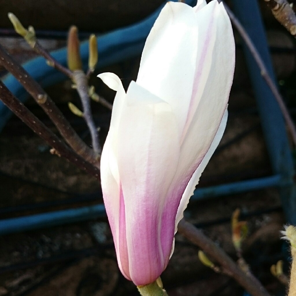 plant image 40573