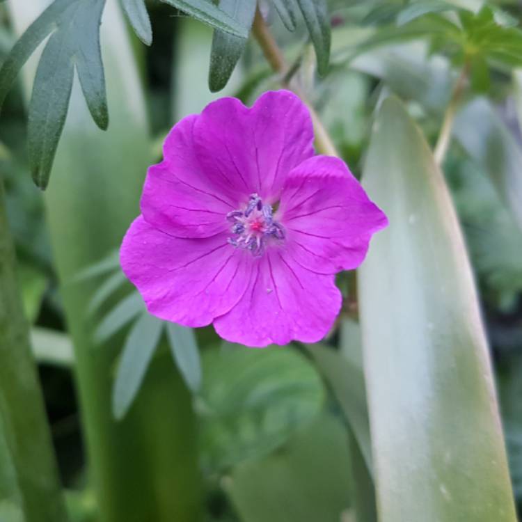 Plant image Geranium 'Khan'