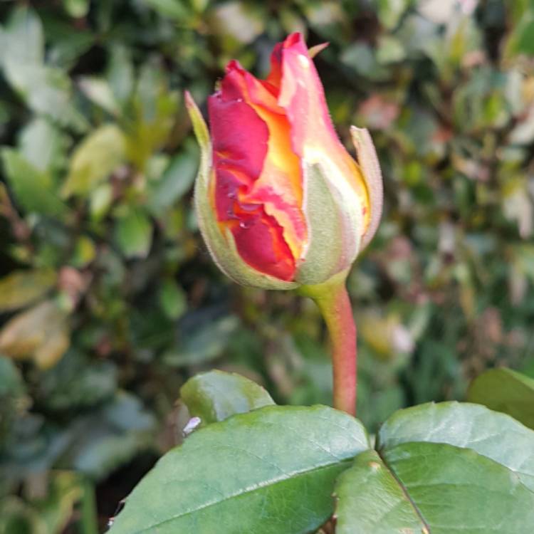 Plant image Rosa 'Sheila's Perfume'