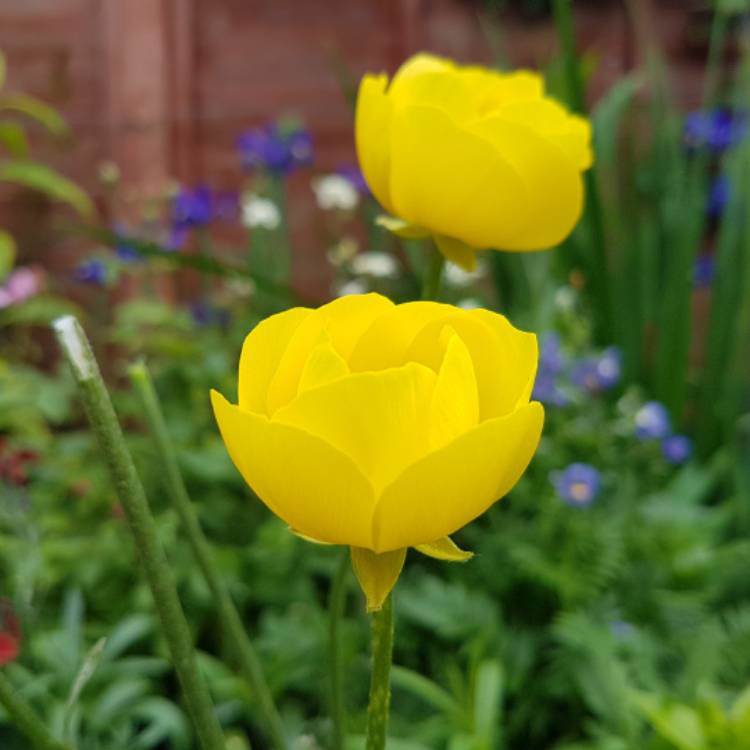 Plant image Trollius