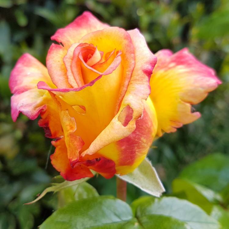 Rosa 'Sheila's Perfume', Rose 'Sheila's Perfume' - uploaded by @Andreamarie