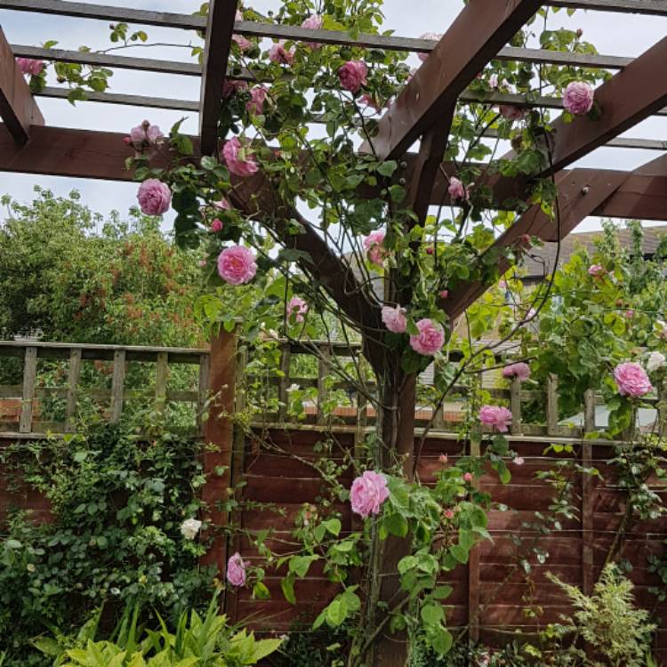 Plant image Rosa 'Constance Spry' syn. Rosa 'Austance', Rosa 'Ausfirst'