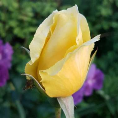 Rosa 'Dutch Gold'