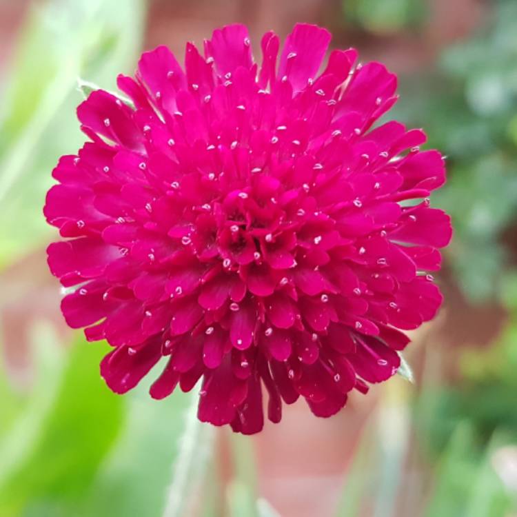 Plant image Scabiosa Dessert Series 'Plum Pudding'