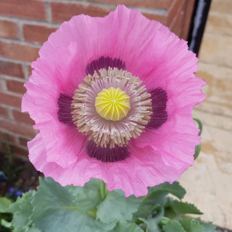 Plant image Papaver somniferum 'Pink Dawn'