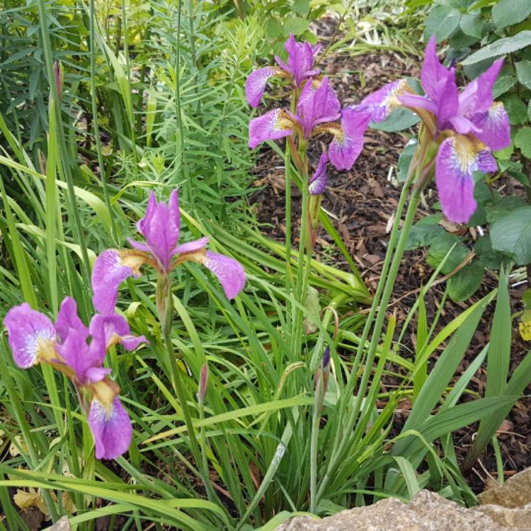 Plant image Iris sibirica 'Caesar's Brother'