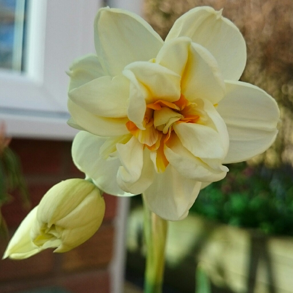 plant image 45009