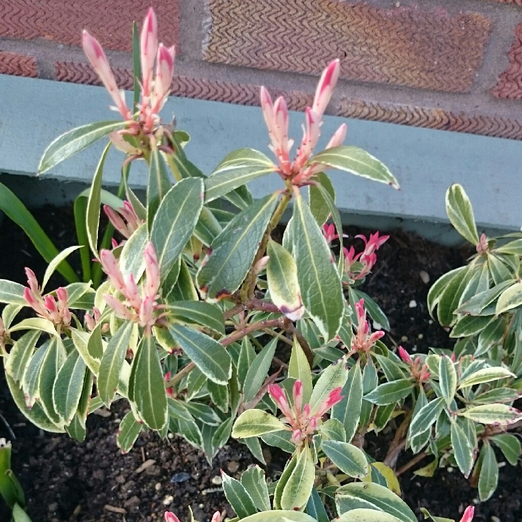 plant image 45036