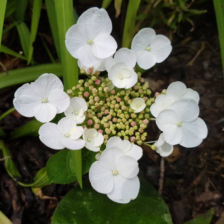 Plant image Hydrangea macrophylla 'Lanarth White'