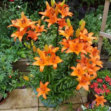 Lilium 'Bright Joy'