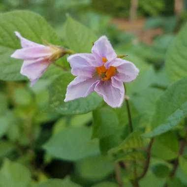 Solanum tuberosum 'Pink Fir Apple'