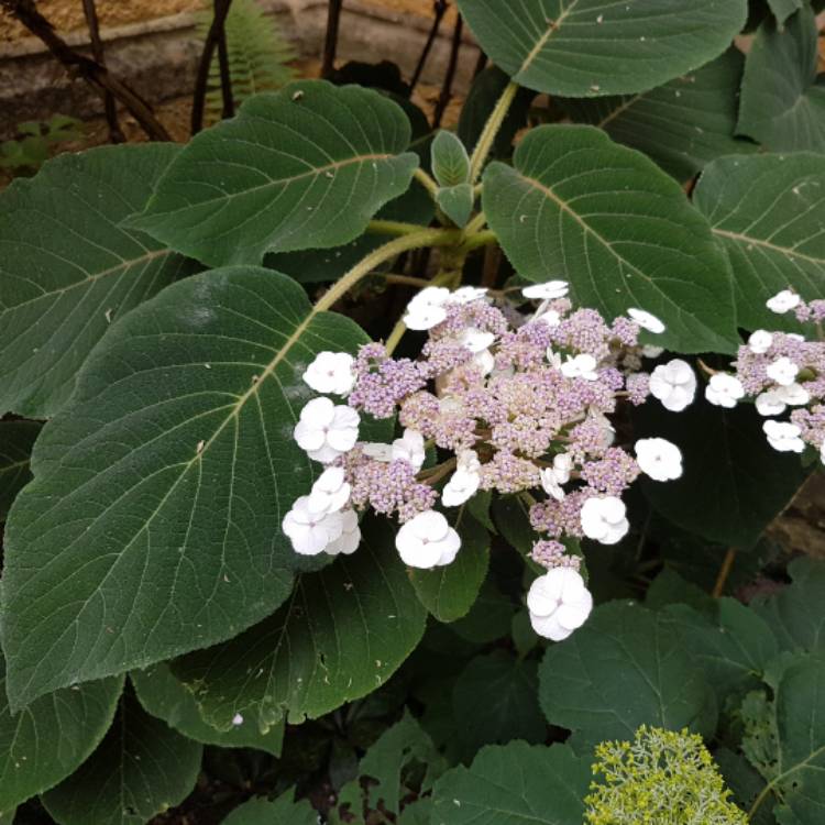 Plant image Hydrangea aspera subsp. sargentiana