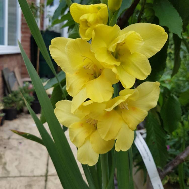 Plant image Gladiolus 'Jester'