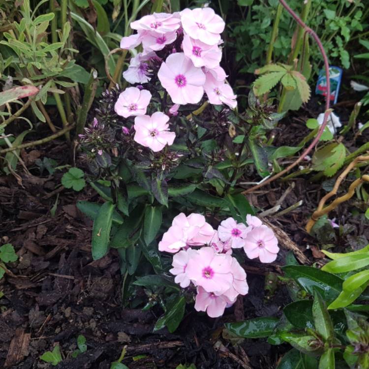 Plant image Phlox Paniculata 'Bright Eyes'