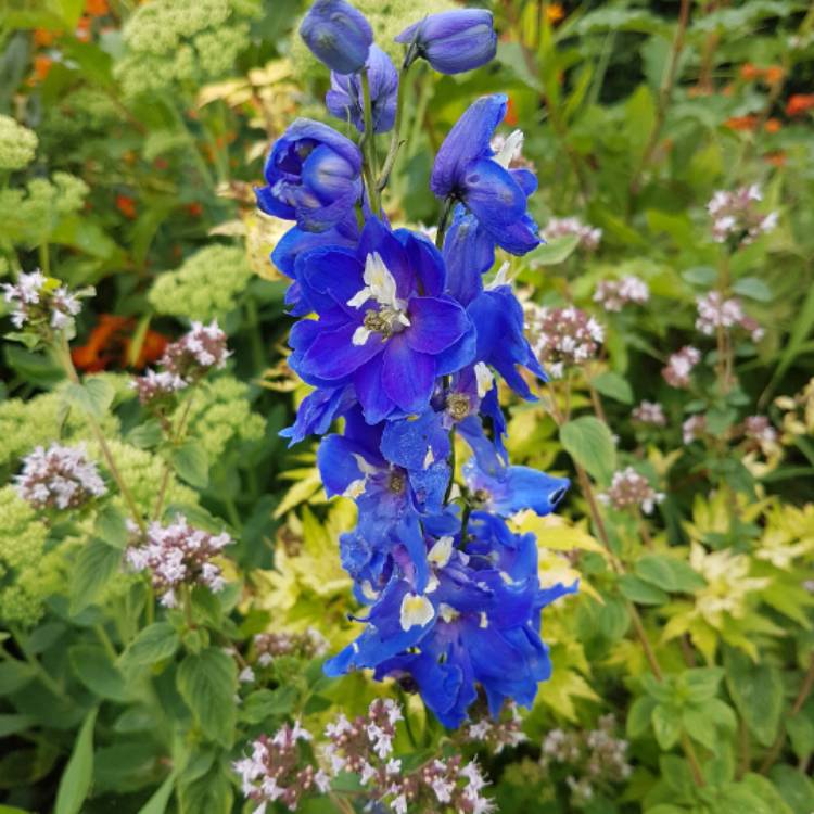 Plant image Delphinium 'Guardian Blue' (Guardian Series)