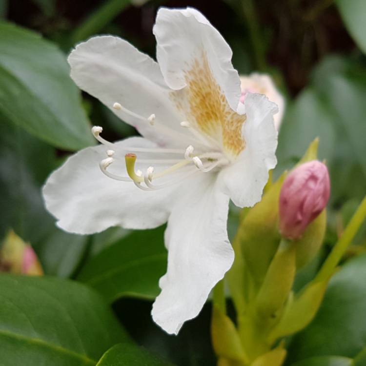 Plant image Rhododendron 'Dufthecke White' INKARHO