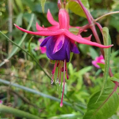 Fuchsia 'Berry'