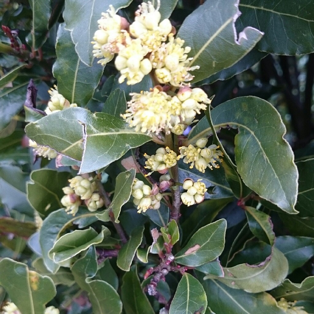 Laurus Nobilis