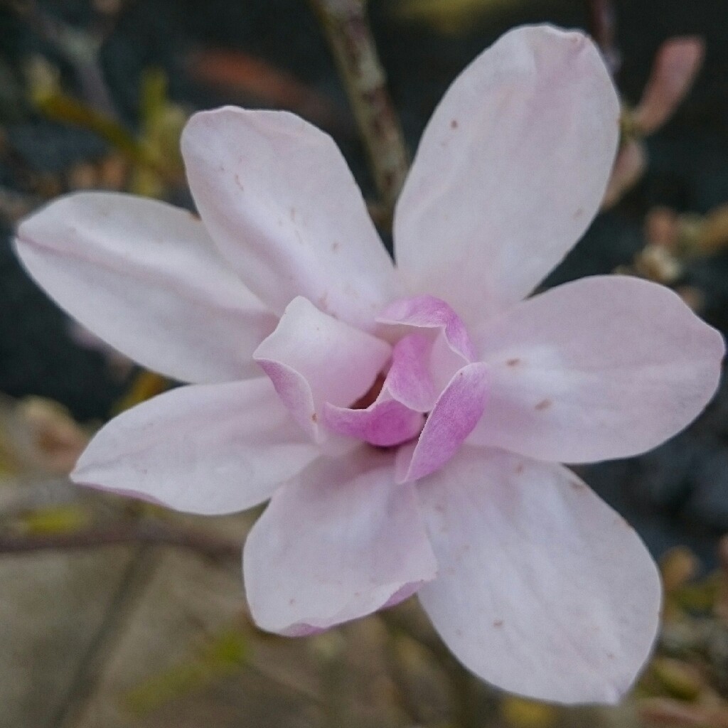 plant image 53833