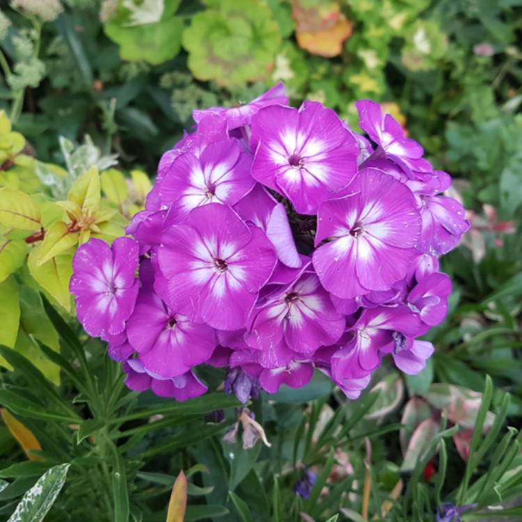 Plant image Phlox paniculata 'Laura'